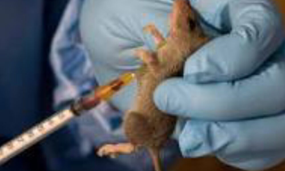 Taraba Battles Lassa Fever Outbreak, 14 Dead