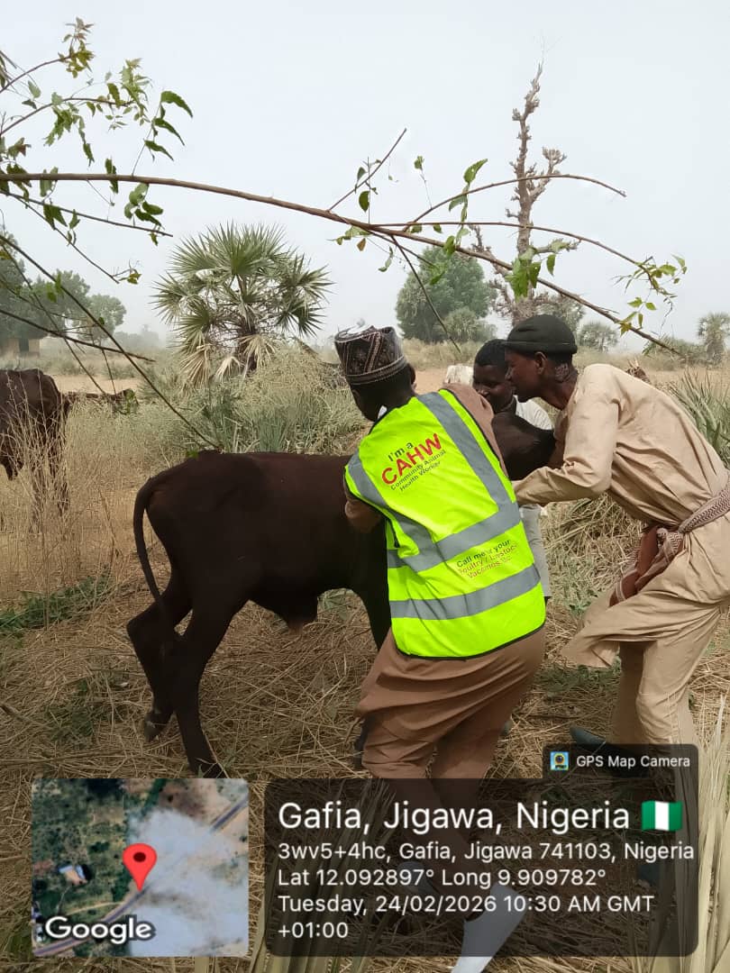 Jigawa Vaccinates 150,000 Cattle in First Phase of CBPP Campaign